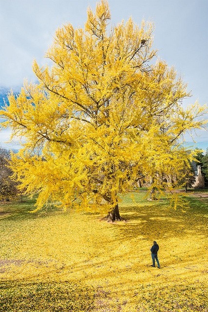唯美风景图片_满地黄色枫叶图片_黄金满地图片