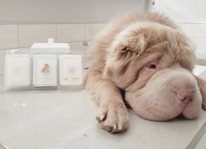 萌宠图片:英国斗牛犬图片,蠢萌蠢萌的狗狗图片 4