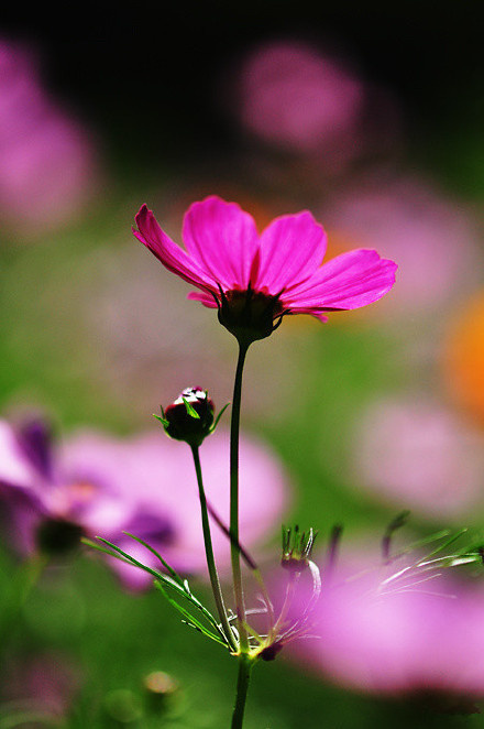 唯美紫色野花图片:路边的野花你不要采 4