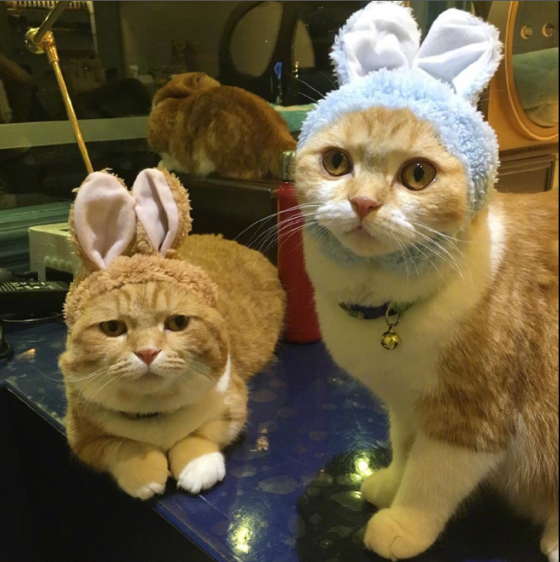 喵星人图片:小短腿虎斑猫咪日常图片