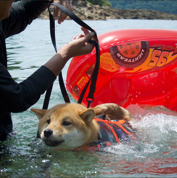 萌宠柴犬图片_享受水上漂的柴犬君