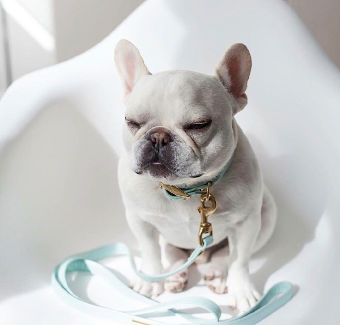 单身狗的假期_萌宠斗牛犬睡觉图片
