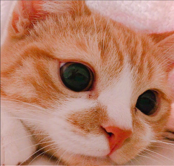 萌宠猫咪图片_可爱喵星人橘猫pancho图片