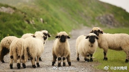 瑞士黑鼻绵羊看不见五官蠢萌图片 10