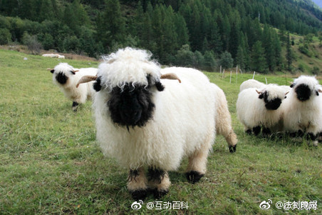 瑞士黑鼻绵羊看不见五官蠢萌图片 11