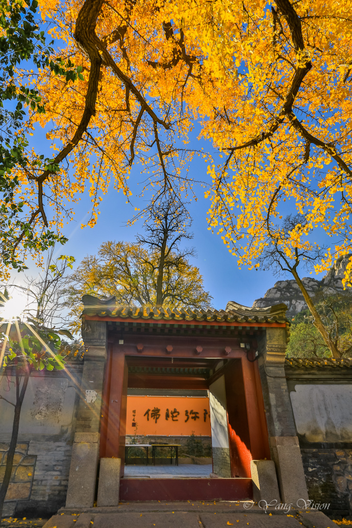 北京龙泉寺千年古银杏风景图片