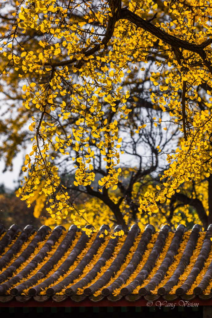 北京龙泉寺千年古银杏风景图片 4