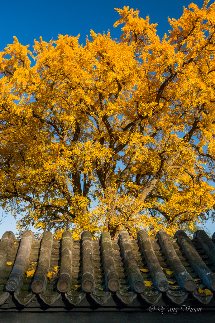 北京龙泉寺千年古银杏风景图片 7