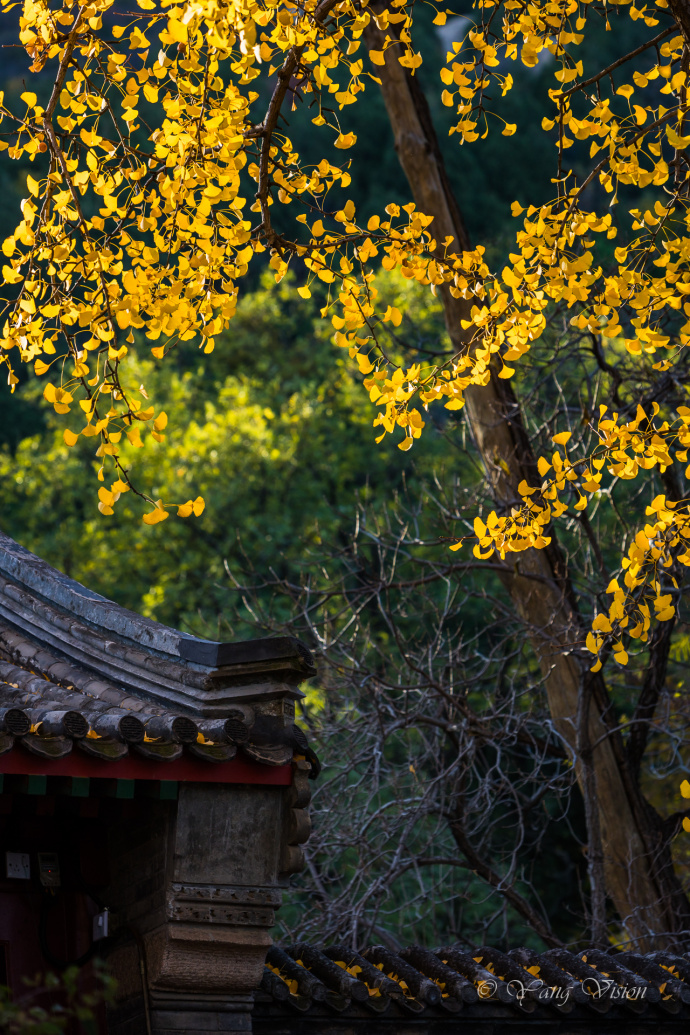 北京龙泉寺千年古银杏风景图片 9