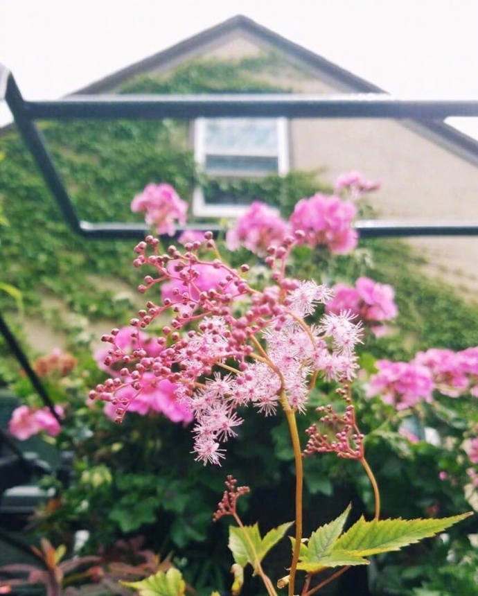 生活的花儿唯美图片 7
