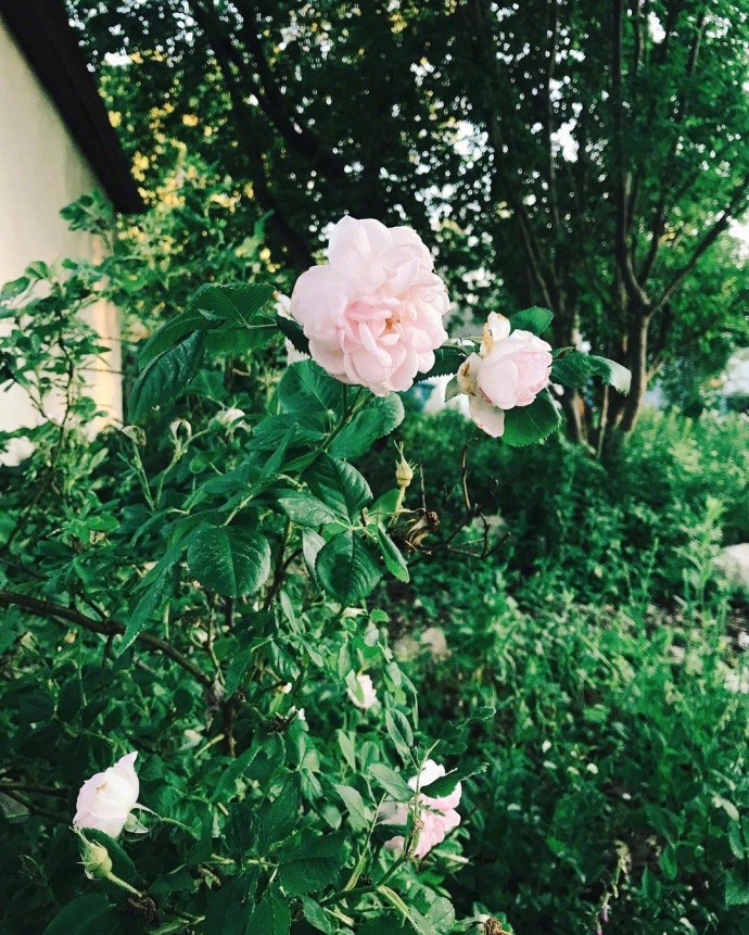 生活的花儿唯美图片 9