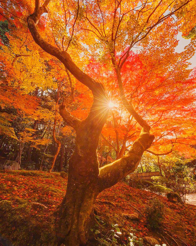 日本京都醍醐寺的秋枫风景图片