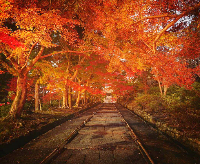 日本京都醍醐寺的秋枫风景图片 2