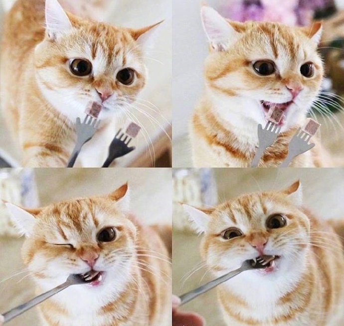 萌宠猫咪图片_胖胖的橘猫喵星人图片