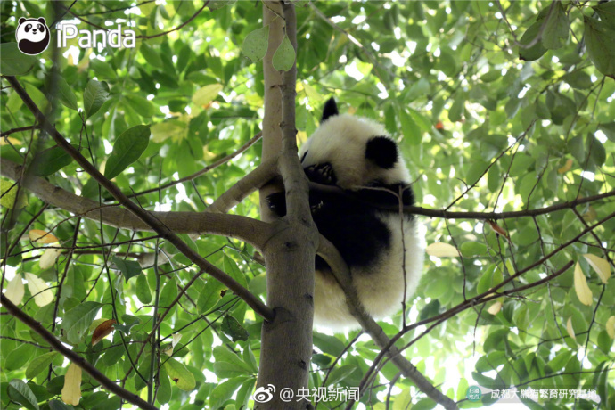 萌宠图片_国宝大熊猫高高挂在树枝上蠢萌图片