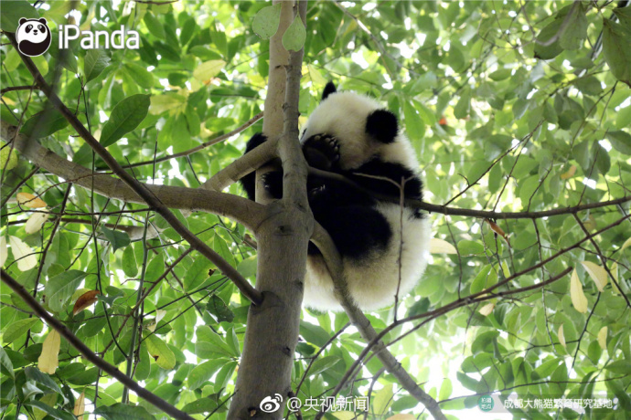 萌宠图片_国宝大熊猫高高挂在树枝上蠢萌图片 2