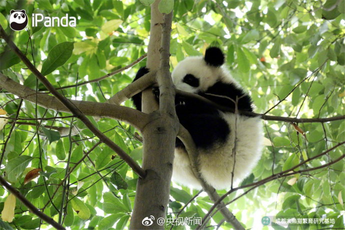 萌宠图片_国宝大熊猫高高挂在树枝上蠢萌图片 3