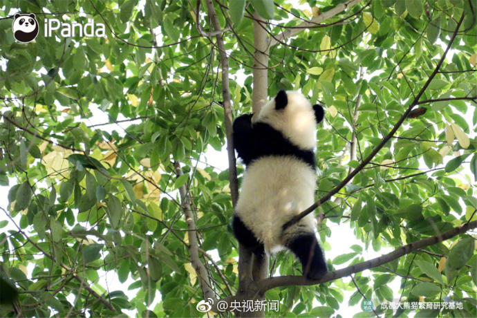 萌宠图片_国宝大熊猫高高挂在树枝上蠢萌图片 4