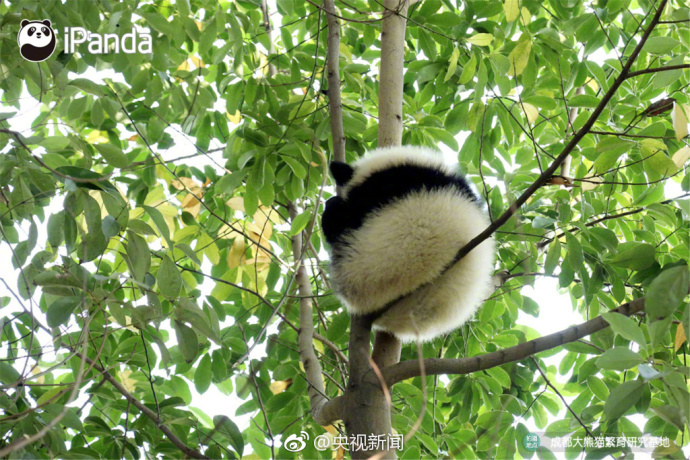 萌宠图片_国宝大熊猫高高挂在树枝上蠢萌图片 5