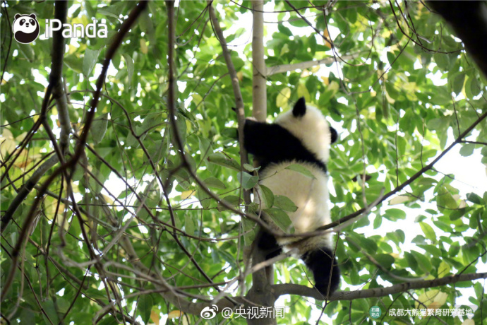 萌宠图片_国宝大熊猫高高挂在树枝上蠢萌图片 6