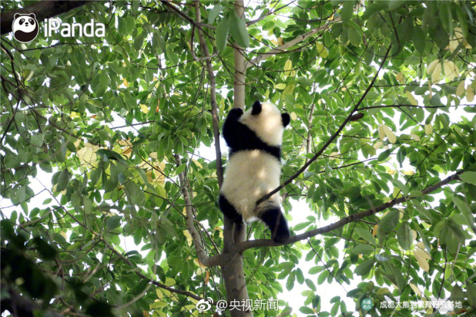 萌宠图片_国宝大熊猫高高挂在树枝上蠢萌图片 7