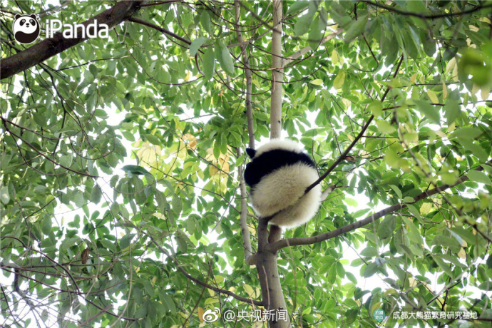 萌宠图片_国宝大熊猫高高挂在树枝上蠢萌图片 8