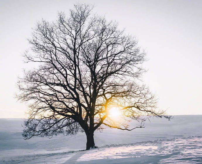 雪景图片_想去北欧看一场大雪风景图片 6