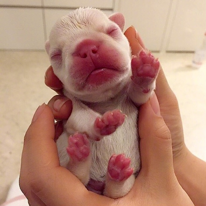 萌宠狗狗图片_法国斗牛犬小奶狗图片
