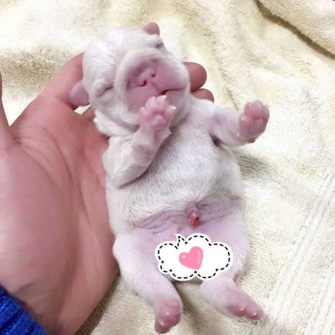 萌宠狗狗图片_法国斗牛犬小奶狗图片 2