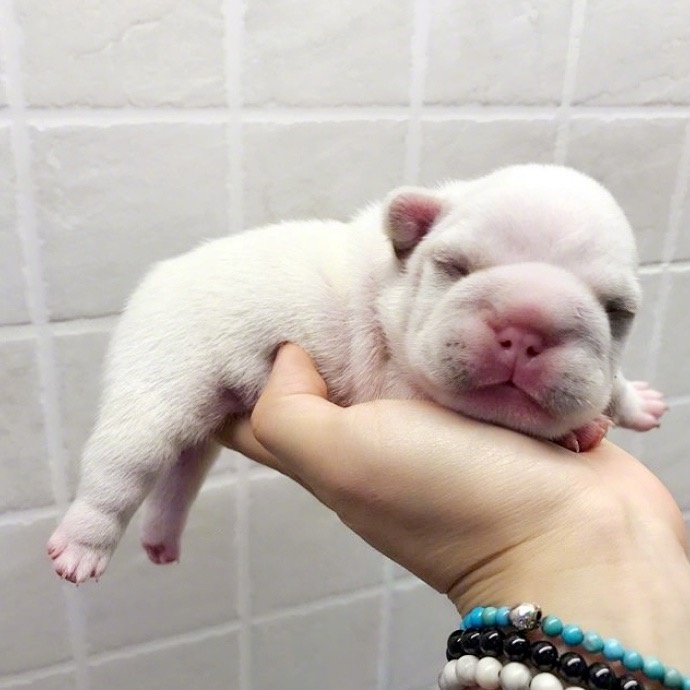 萌宠狗狗图片_法国斗牛犬小奶狗图片