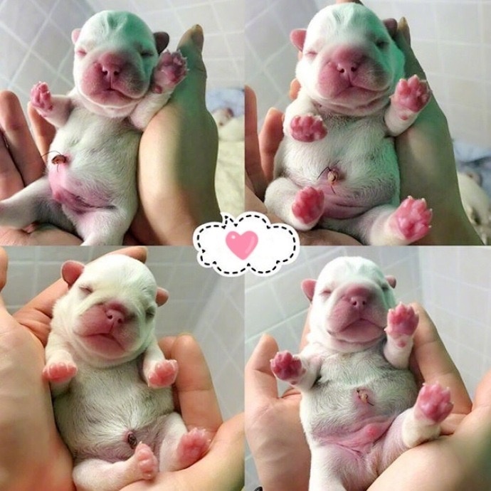 萌宠狗狗图片_法国斗牛犬小奶狗图片 8