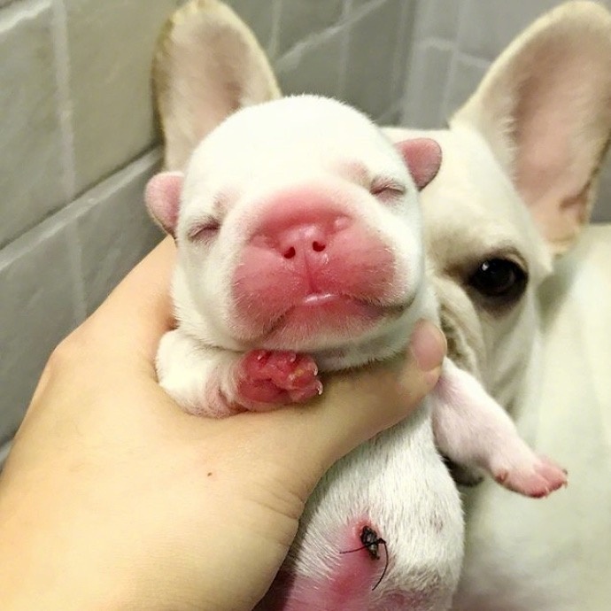 萌宠狗狗图片_法国斗牛犬小奶狗图片 9
