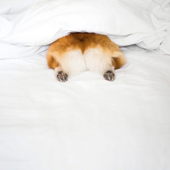 萌宠狗狗图片_蠢萌二货柯基犬图片