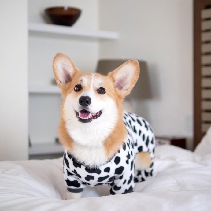 萌宠狗狗图片_蠢萌二货柯基犬图片 2