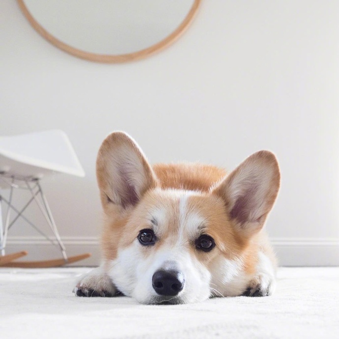 萌宠狗狗图片_蠢萌二货柯基犬图片 4