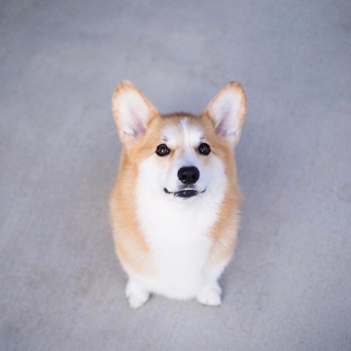 萌宠狗狗图片_蠢萌二货柯基犬图片 5