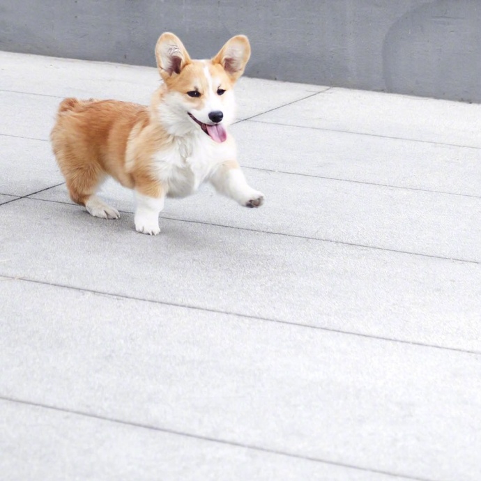 萌宠狗狗图片_蠢萌二货柯基犬图片 6