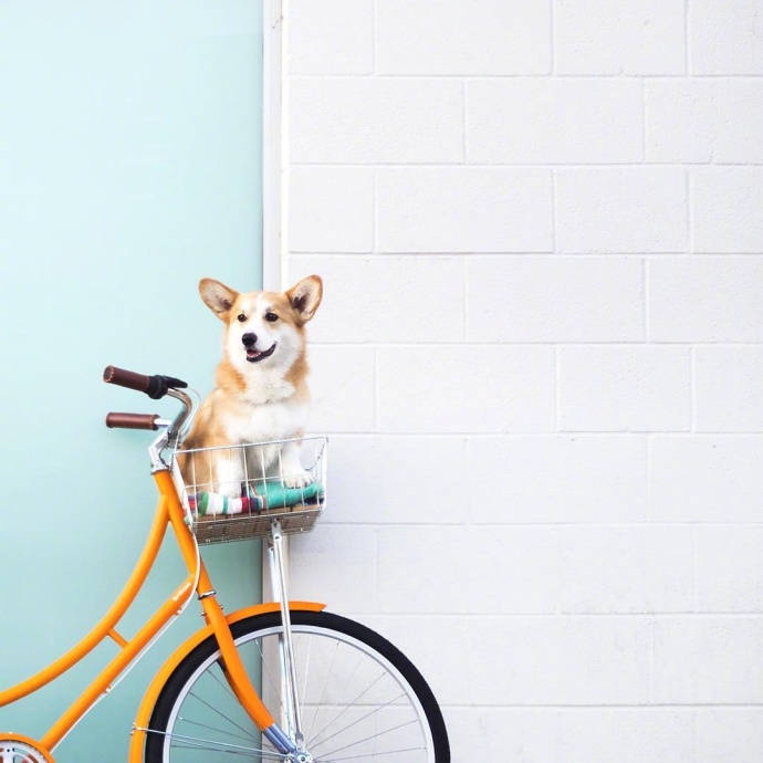萌宠狗狗图片_蠢萌二货柯基犬图片 8