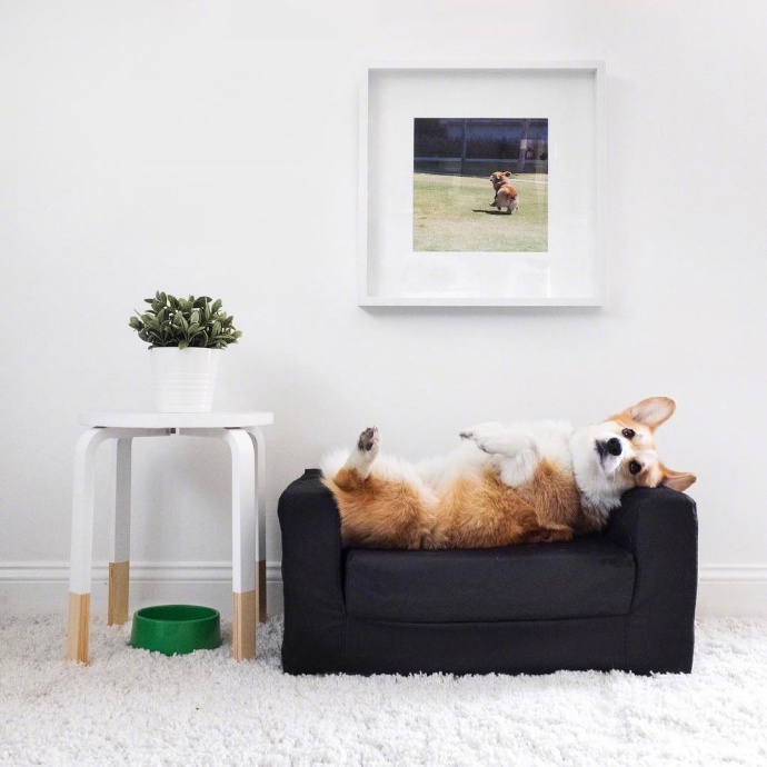 萌宠狗狗图片_蠢萌二货柯基犬图片 9