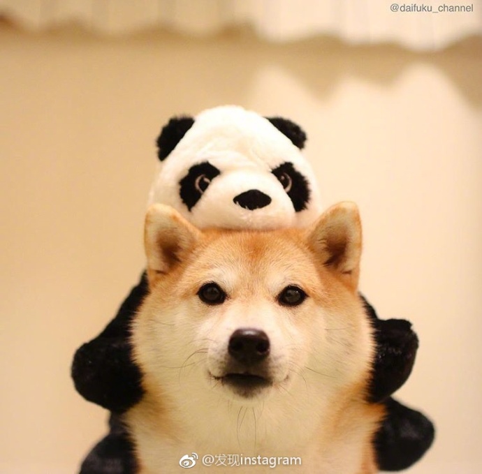 萌宠狗狗图片_玩具堆里的柴犬蠢萌图片