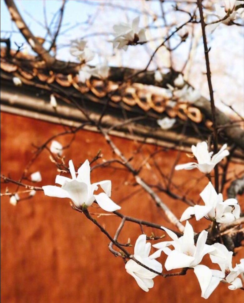 现在的北京历史的紫禁城风景图片 2