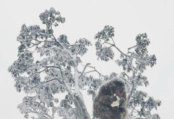 峨眉山风景图片_峨眉山雪中人独行,总是宁静中多 8