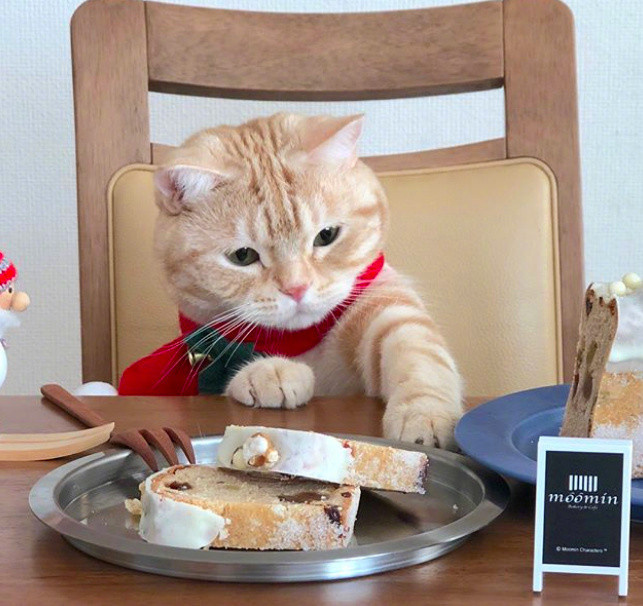 萌宠猫咪图片_橘猫&ldquo;餐桌照&rdquo;走红