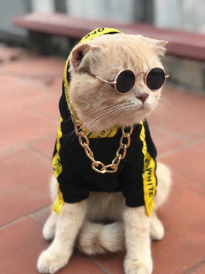 萌宠猫咪图片_一只很嘻哈的喵星人图片