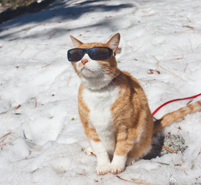萌宠喵星人图片_在雪地里打滚的胖橘猫咪图片