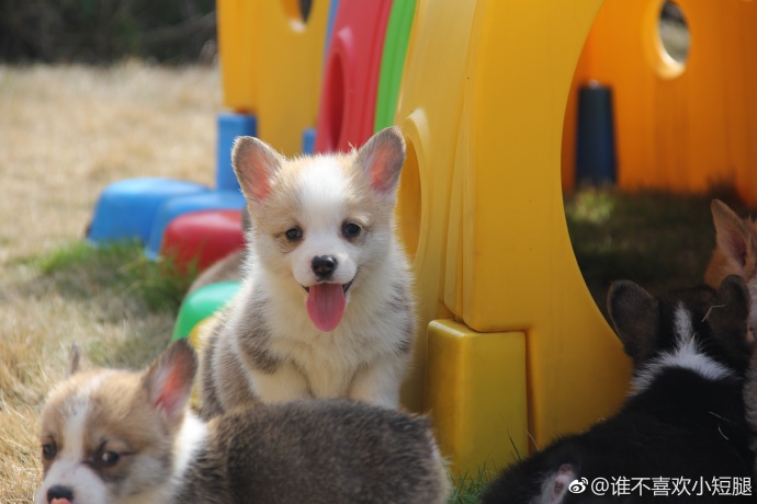 萌宠狗狗图片_小短腿柯基犬图片
