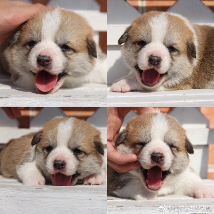 萌宠狗狗图片_小短腿柯基犬吐舌卖萌图片