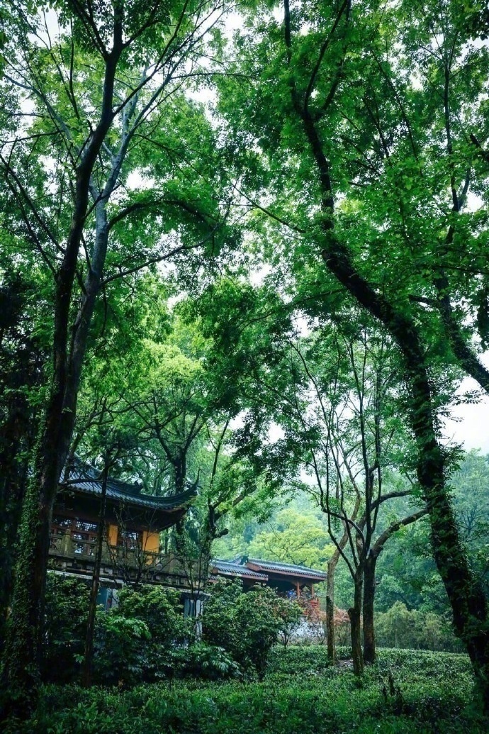 清晨入古寺,初日照高林杭州灵隐寺风景图片
