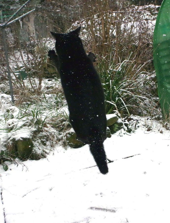 萌宠喵星人图片_黑猫第一次见到下雪图片