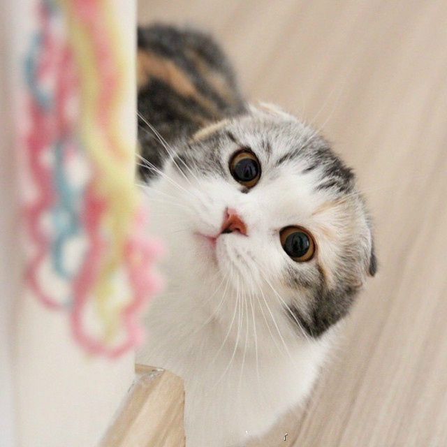 被大眼睛小猫咪这样盯着感觉心都要被融化了